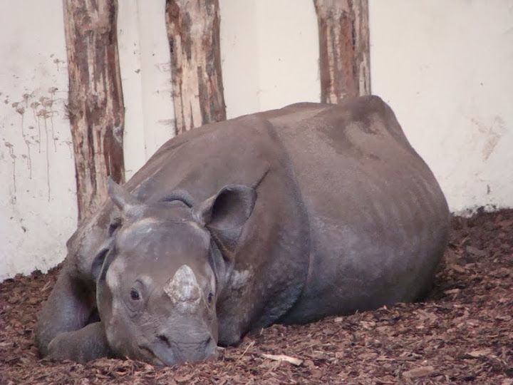 Rhinoceros unicornis