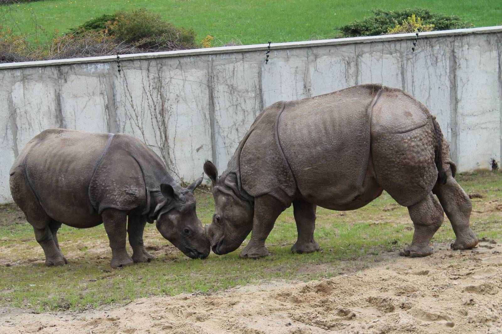 Rhinoceros unicornis