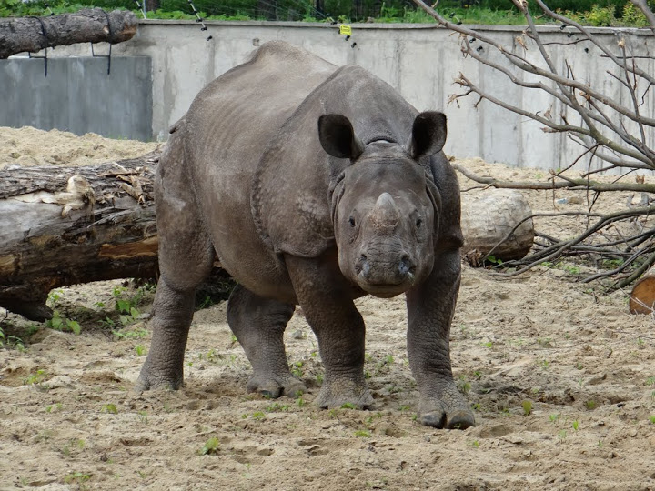 Rhinoceros unicornis