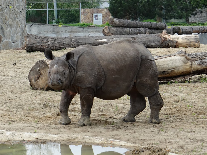 Rhinoceros unicornis