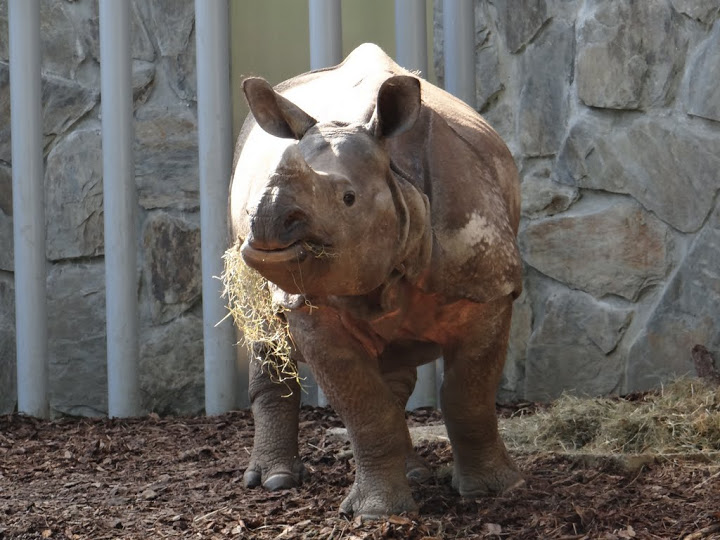 Rhinoceros unicornis