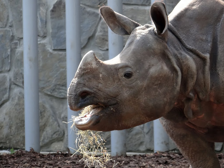 Rhinoceros unicornis