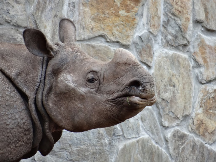 Rhinoceros unicornis