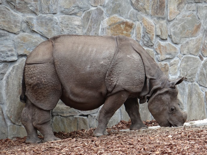 Rhinoceros unicornis