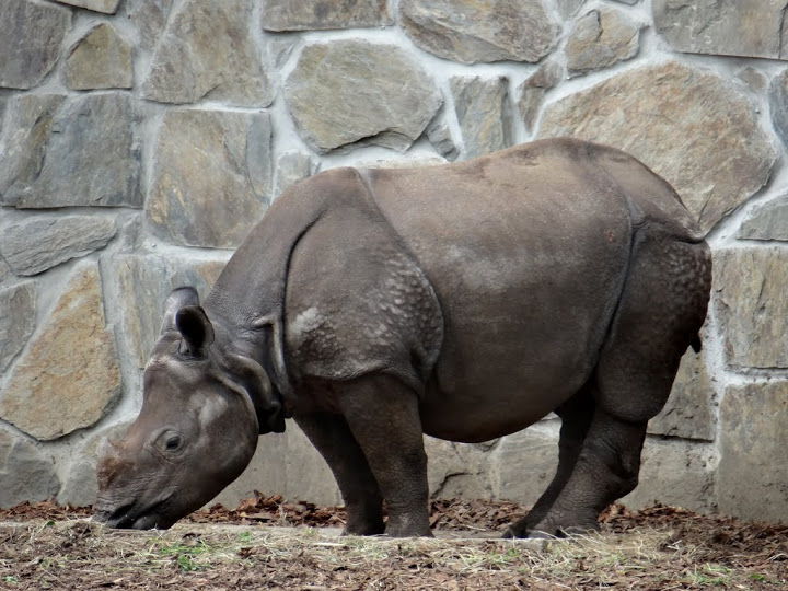 Rhinoceros unicornis
