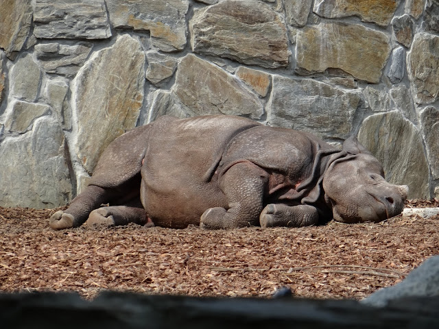 Rhinoceros unicornis