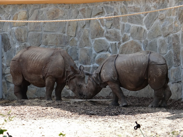 Rhinoceros unicornis