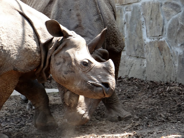 Rhinoceros unicornis