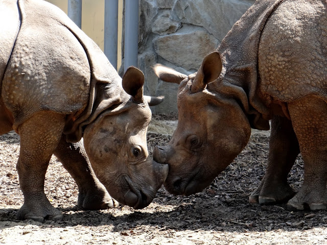 Rhinoceros unicornis