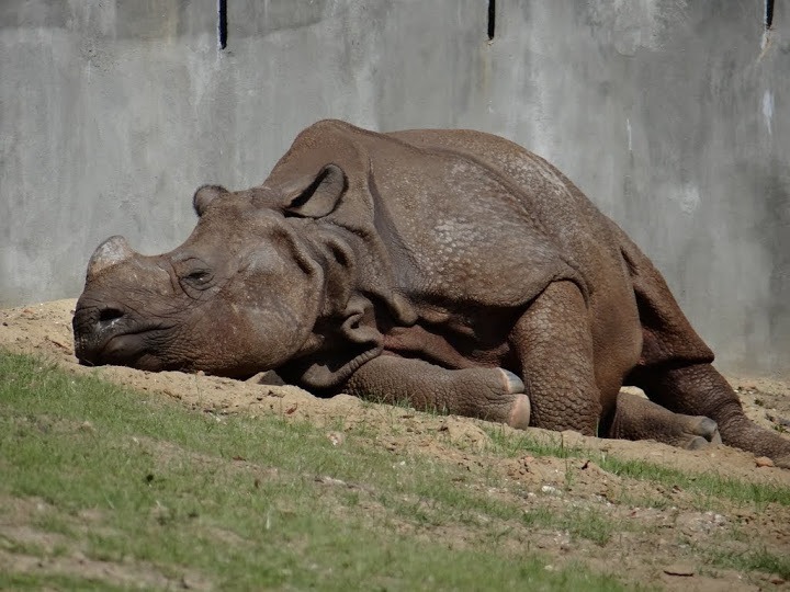 Rhinoceros unicornis