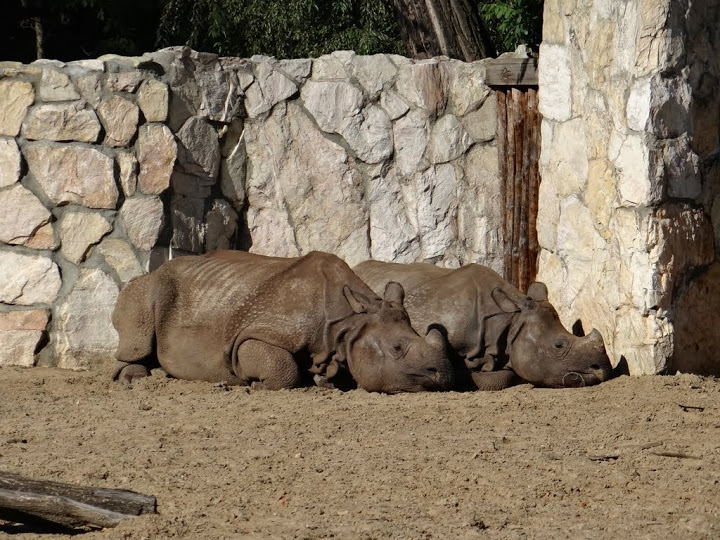 Rhinoceros unicornis
