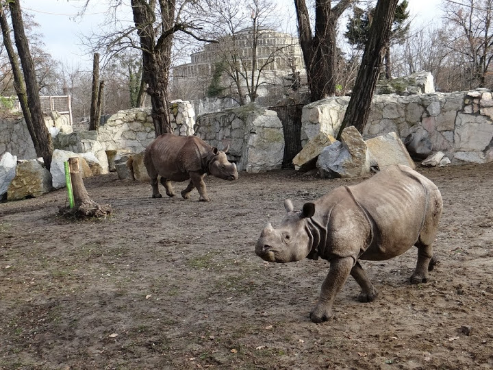 Rhinoceros unicornis