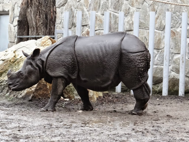 Rhinoceros unicornis