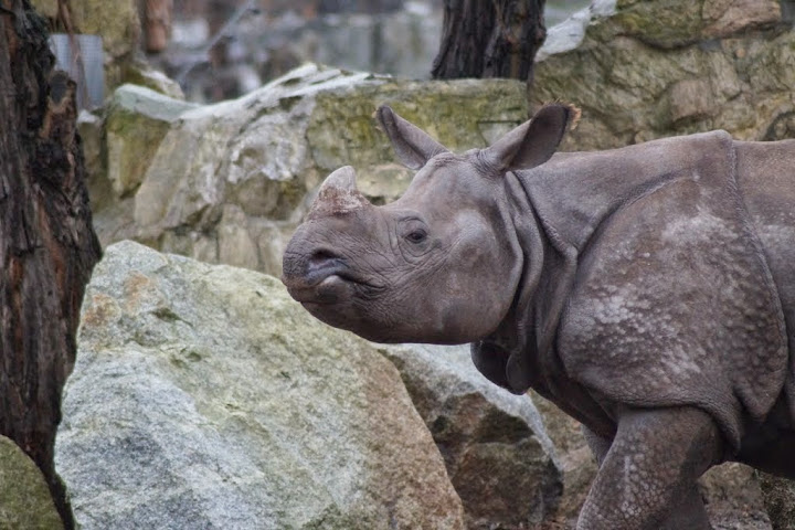 Rhinoceros unicornis