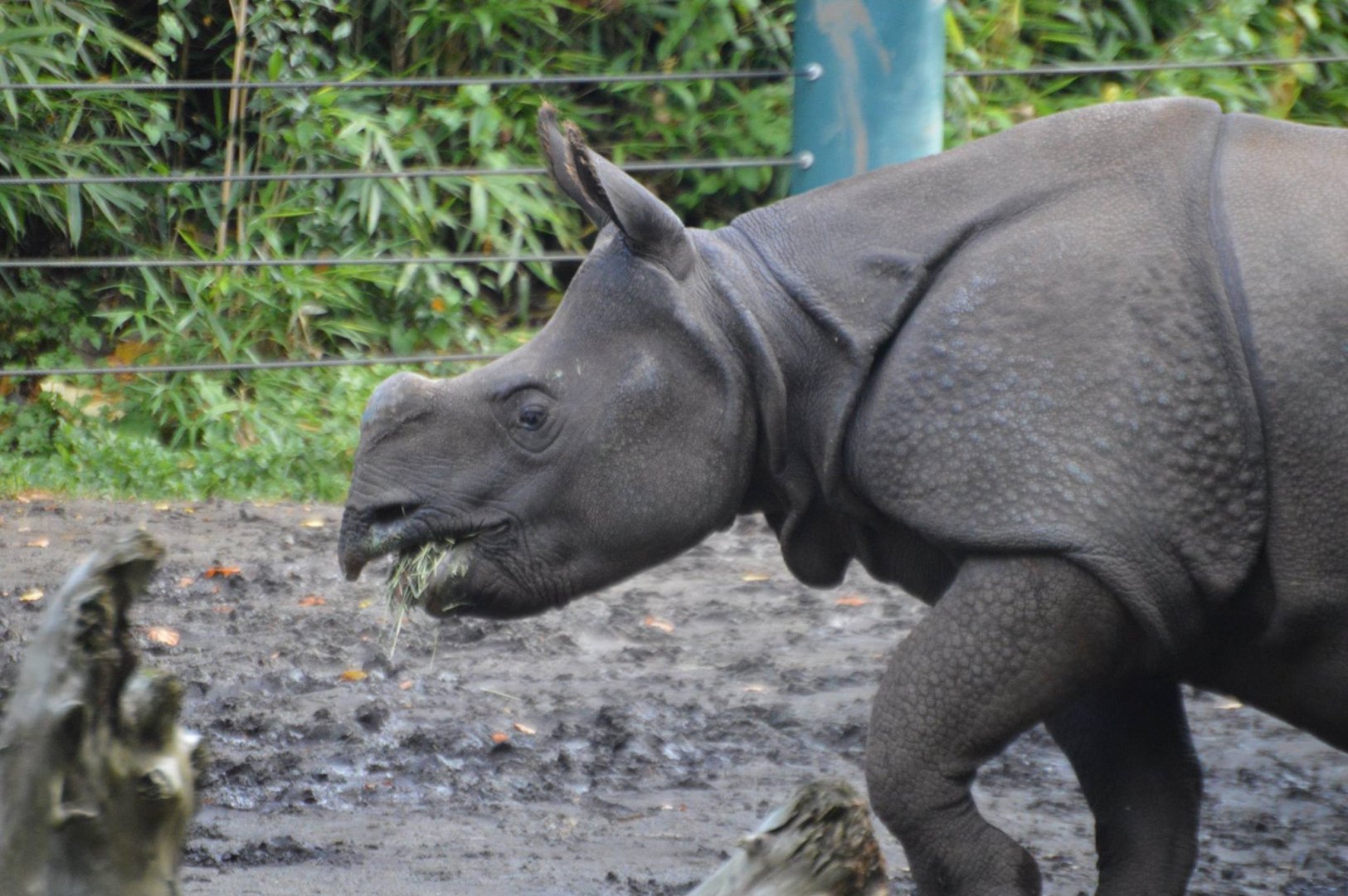 Rhinoceros unicornis