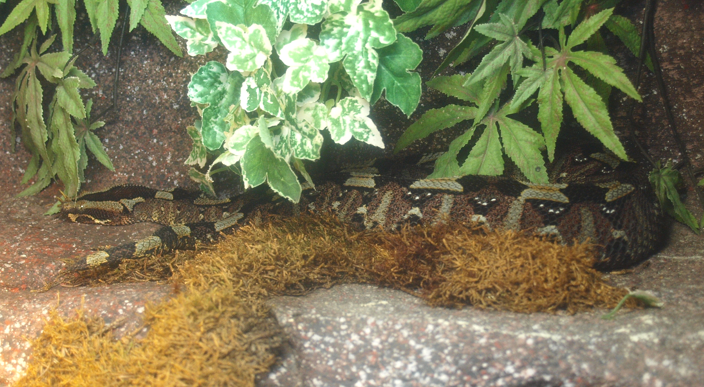 Rhinoceros viper (Bitis nasicornis), 2017-02-06