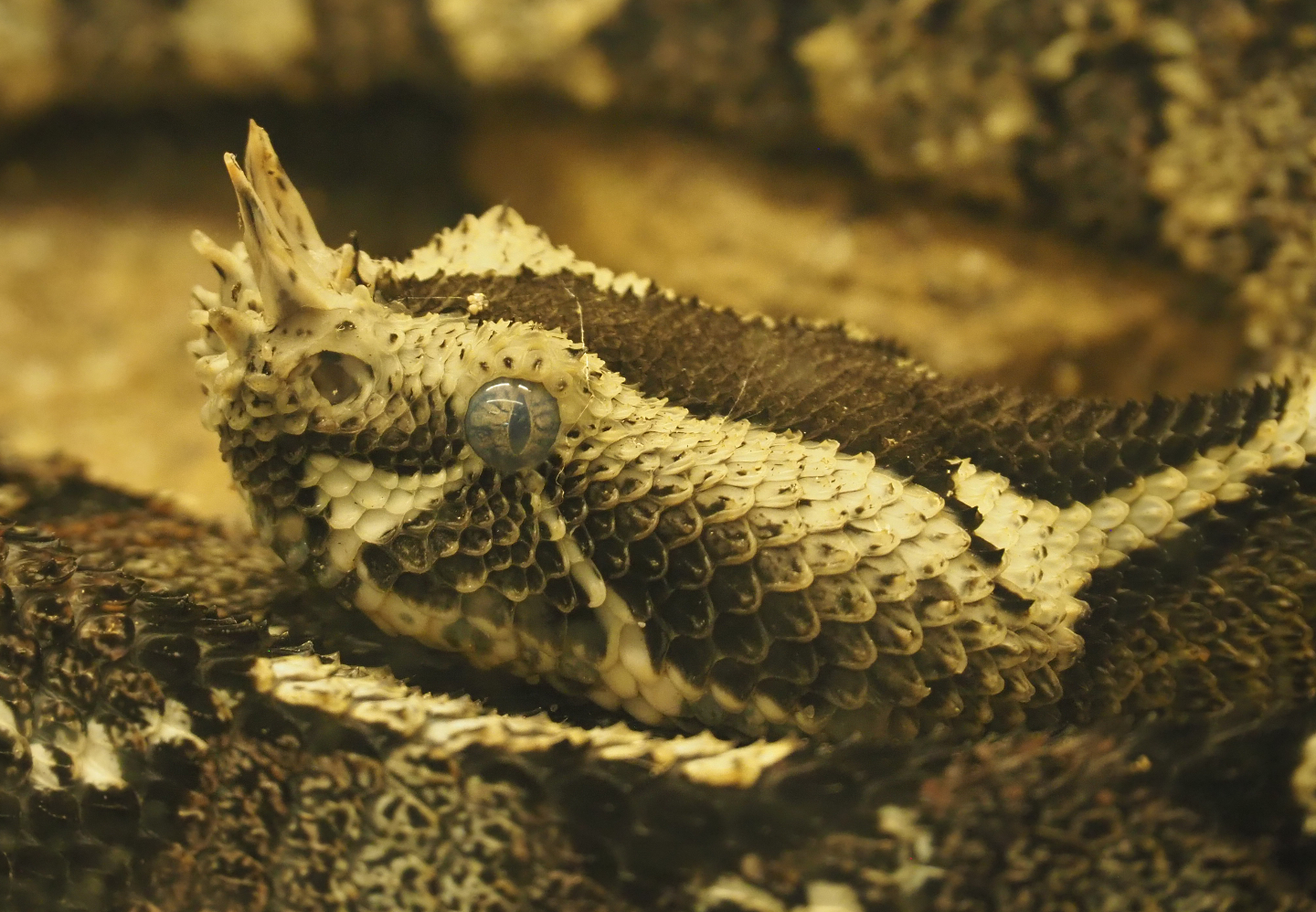 Rhinoceros viper (Bitis nasicornis), 2020-09-20