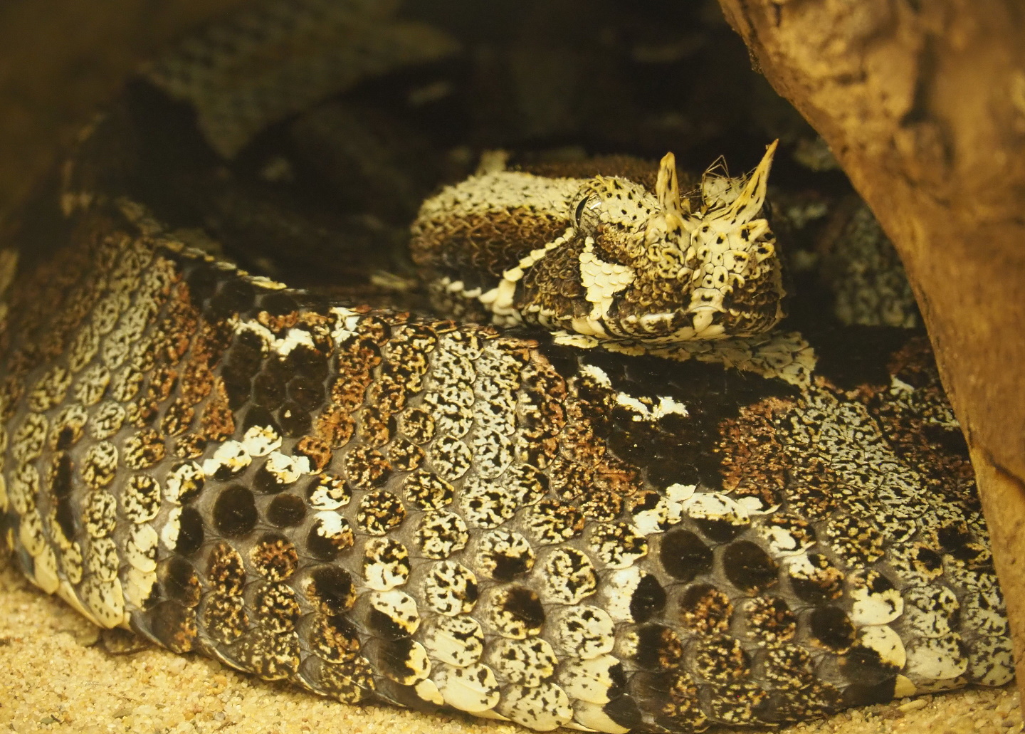 Rhinoceros viper (Bitis nasicornis), 2021-06-12