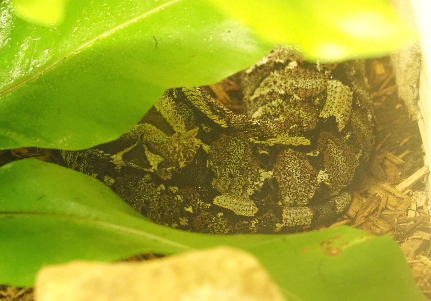 Rhinoceros viper (Bitis nasicornis), 2022-05-26