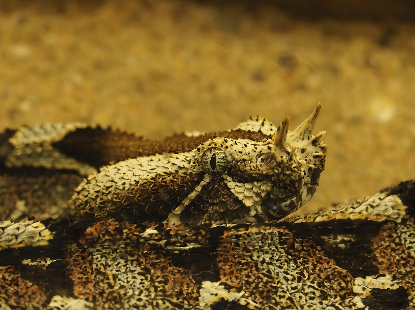 Rhinoceros viper (Bitis nasicornis), 2024-02-17