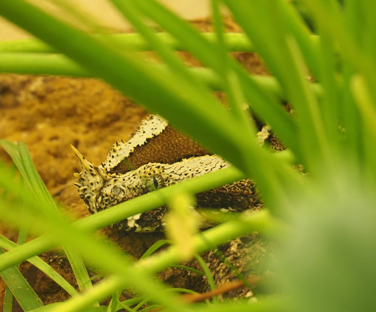 Rhinoceros viper (Bitis nasicornis), Feb 27th, 2019
