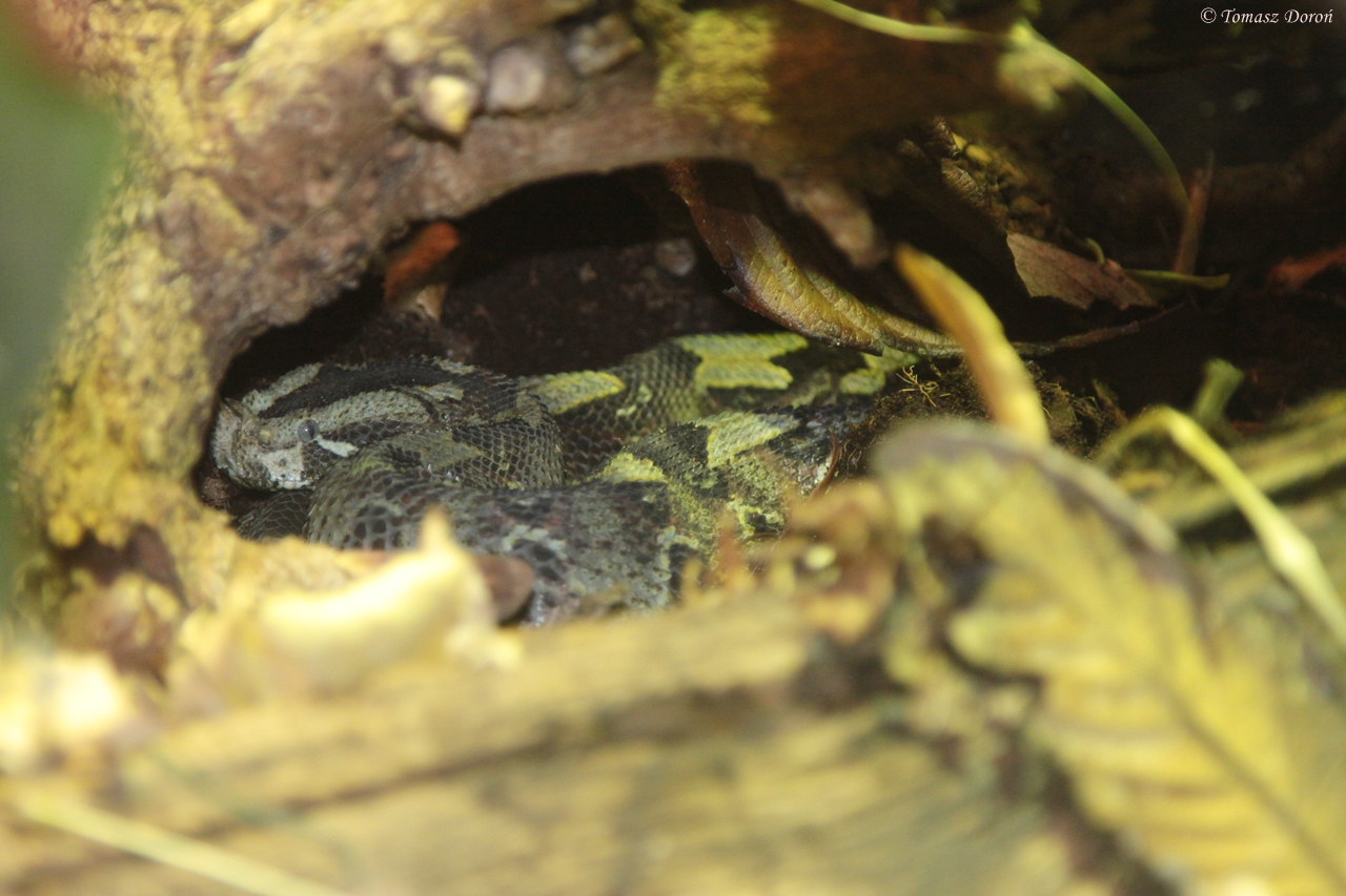 Rhinoceros Viper (Bitis nasicornis)