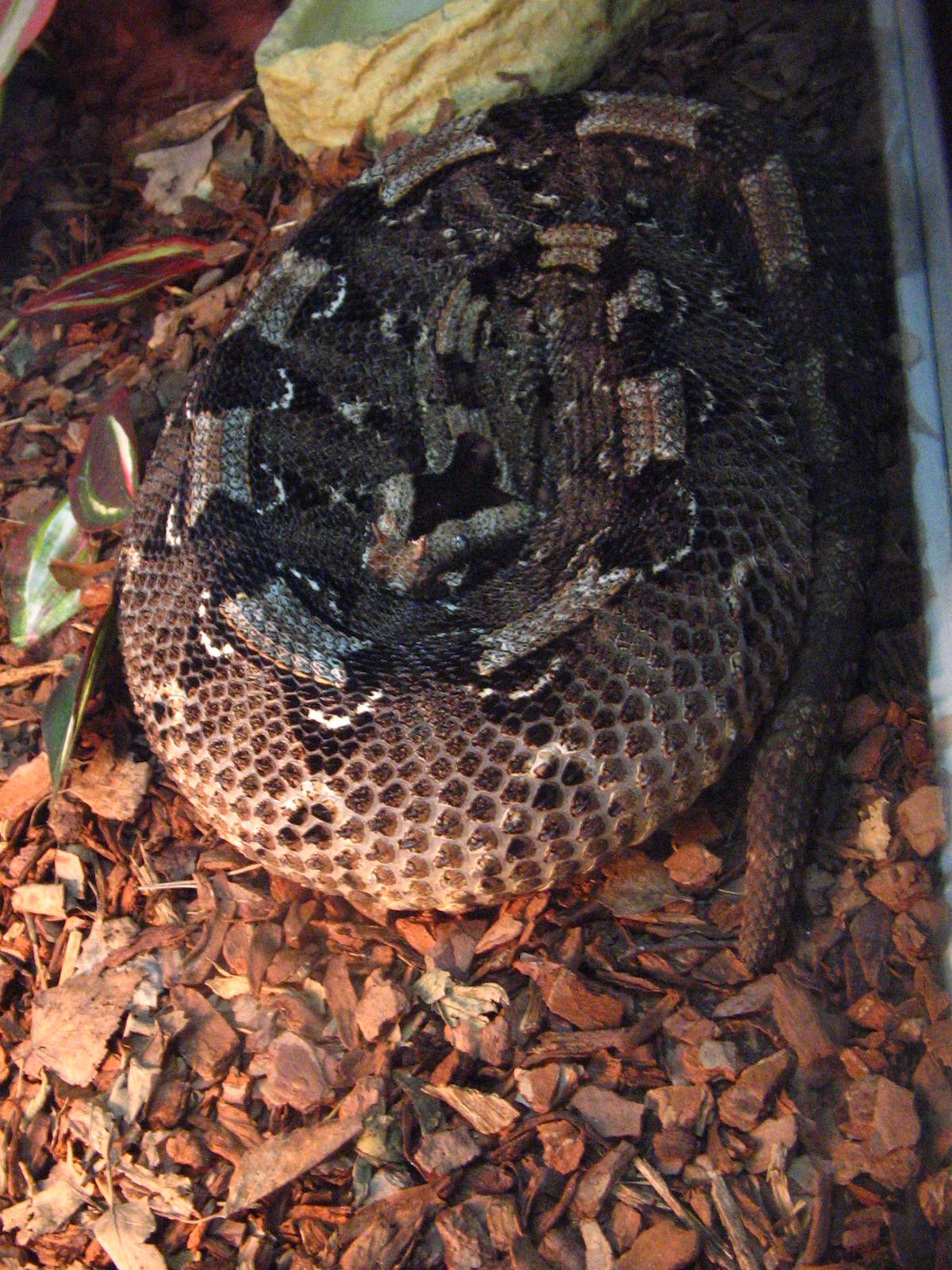 Rhinoceros viper (Bitis nasicornis)
