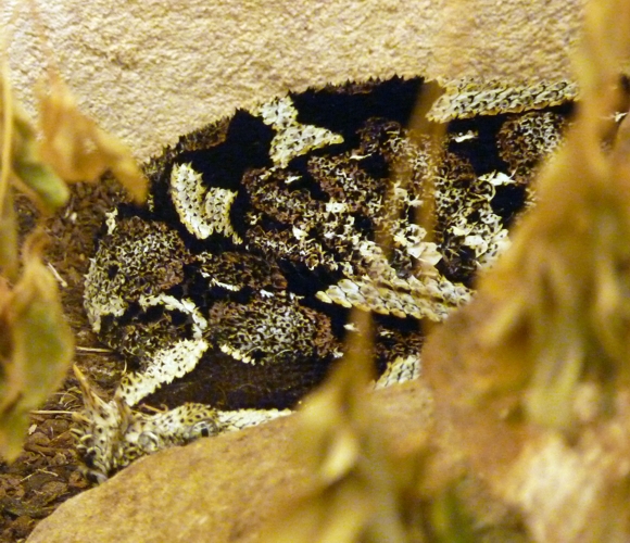 Rhinoceros viper (Bitis nasicornis)