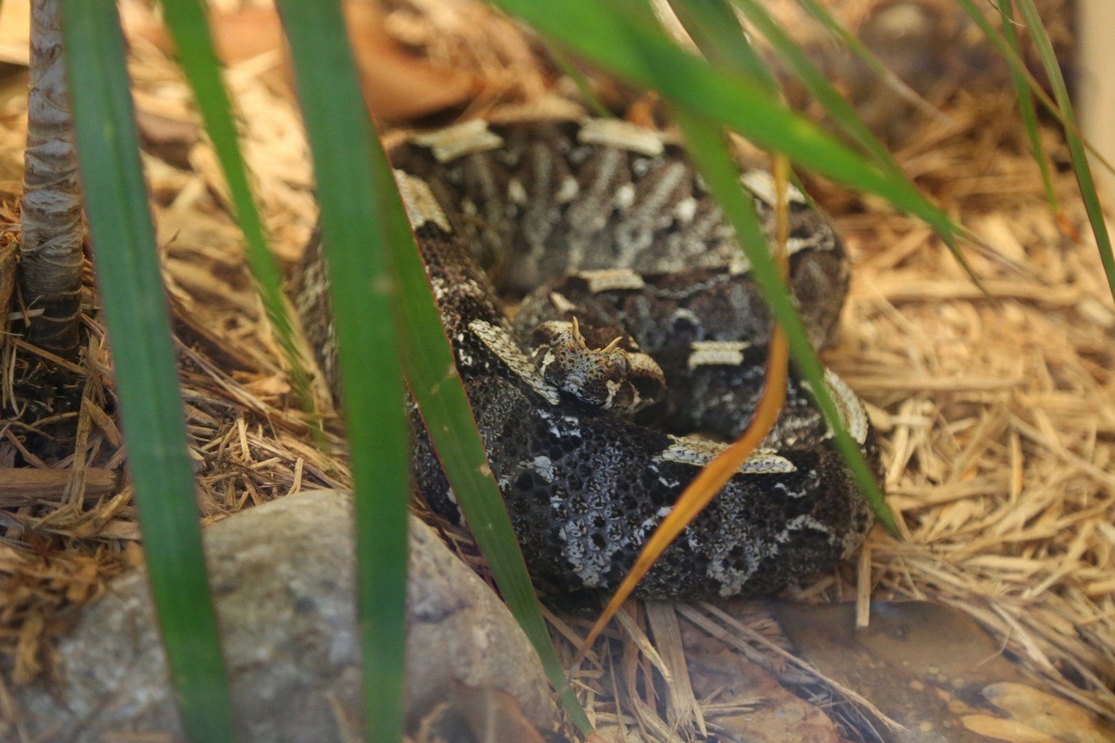 Rhinoceros Viper (Bitis nasicornis)