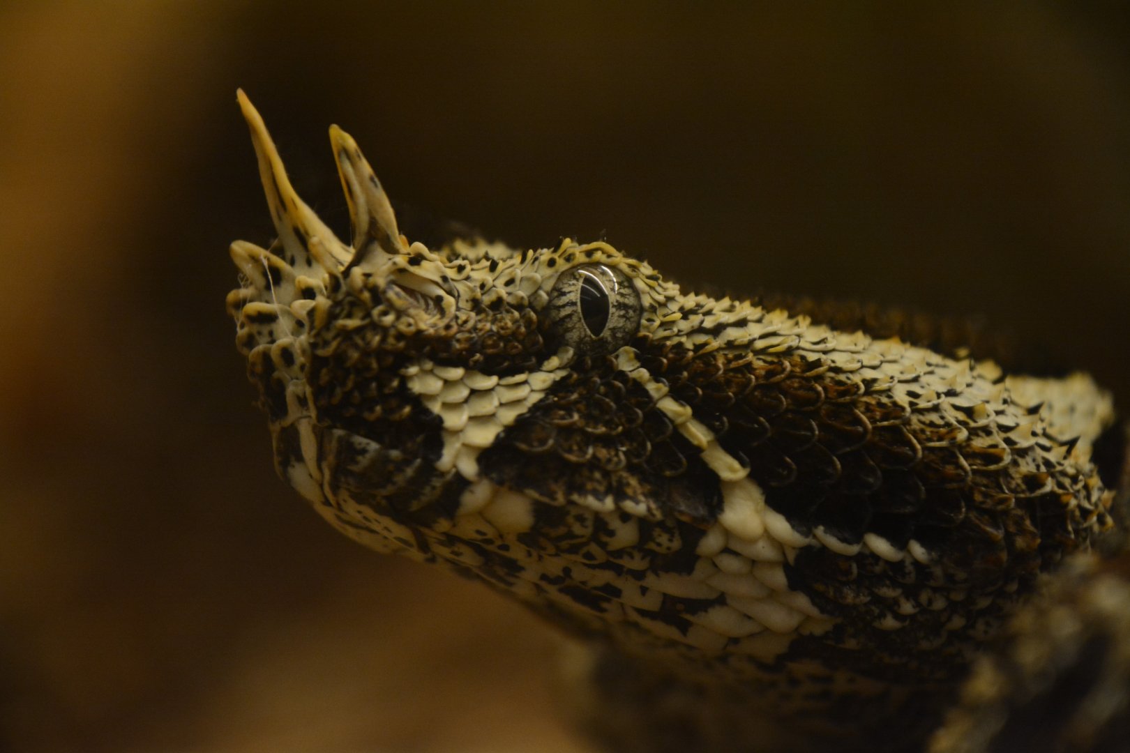 Rhinoceros viper (Bitis nasicornis)