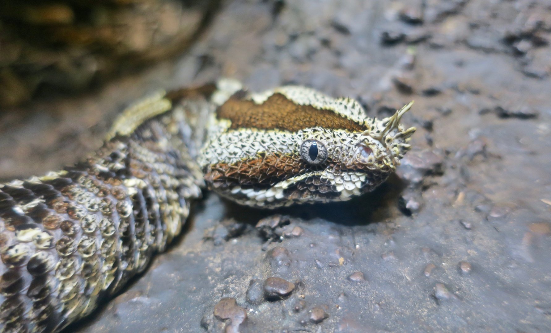 Rhinoceros Viper (Bitis nasicornis)