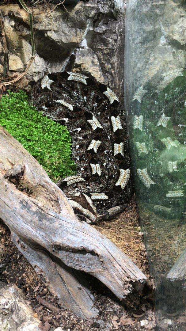 Rhinoceros Viper (Bitis nasicornis)