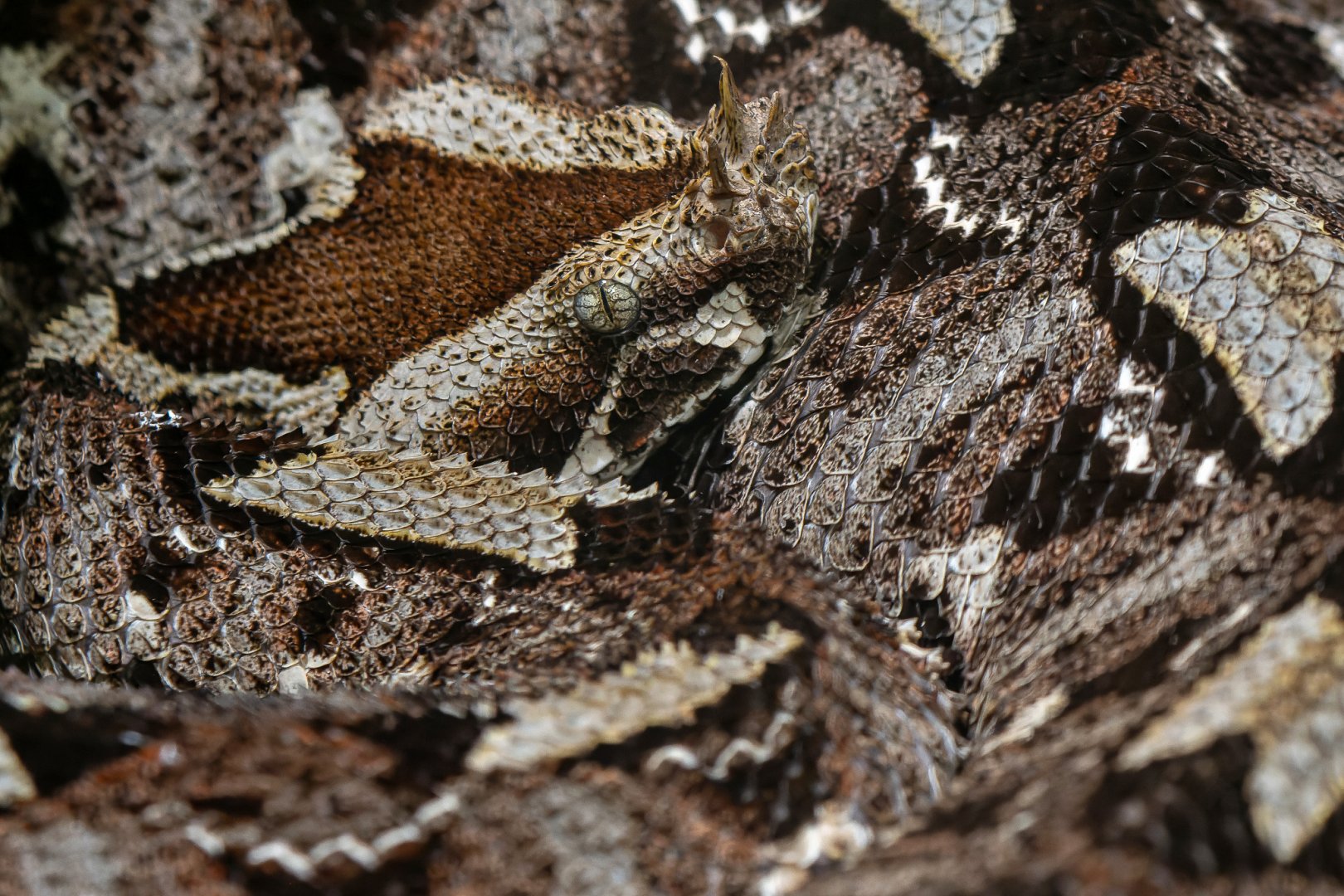 Rhinoceros viper (Bitis nasicornis)