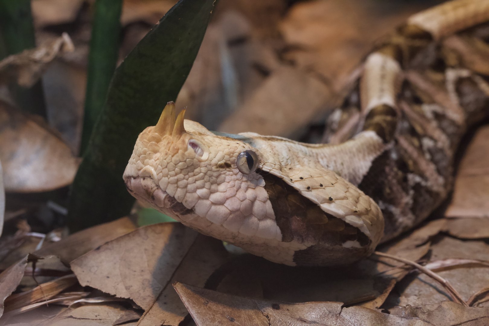 Rhinoceros Viper/ Bitis rhinoceros