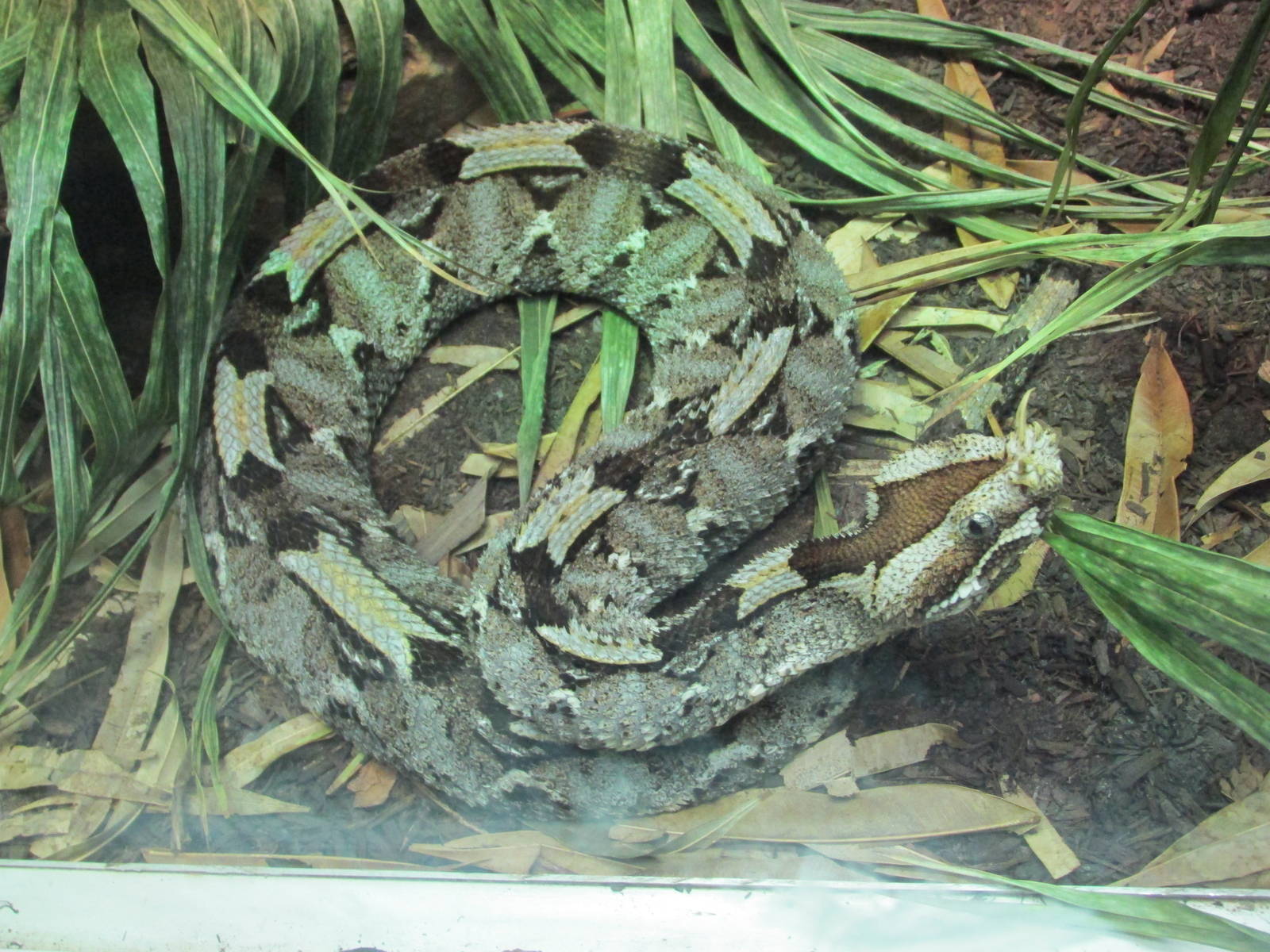 rhinoceros viper houston zoo