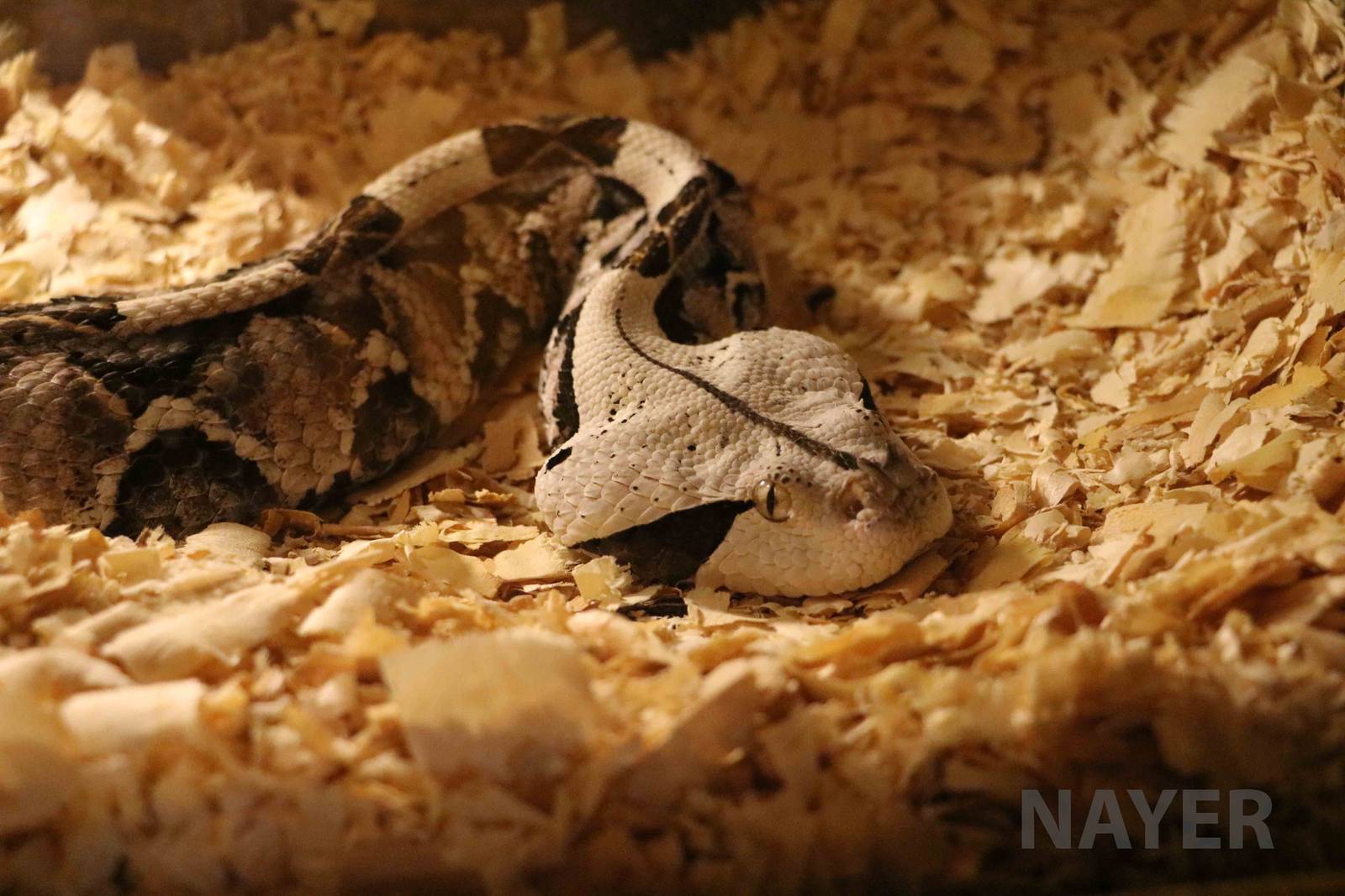 Rhinoceros viper - Mendoza Serpentarium  ('Centro Anaconda'), April 20