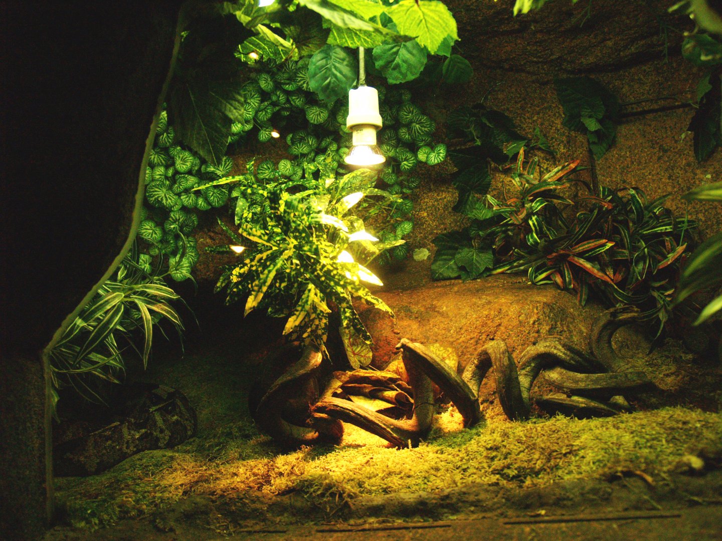 Rhinoceros viper terrarium, 2009-04-14