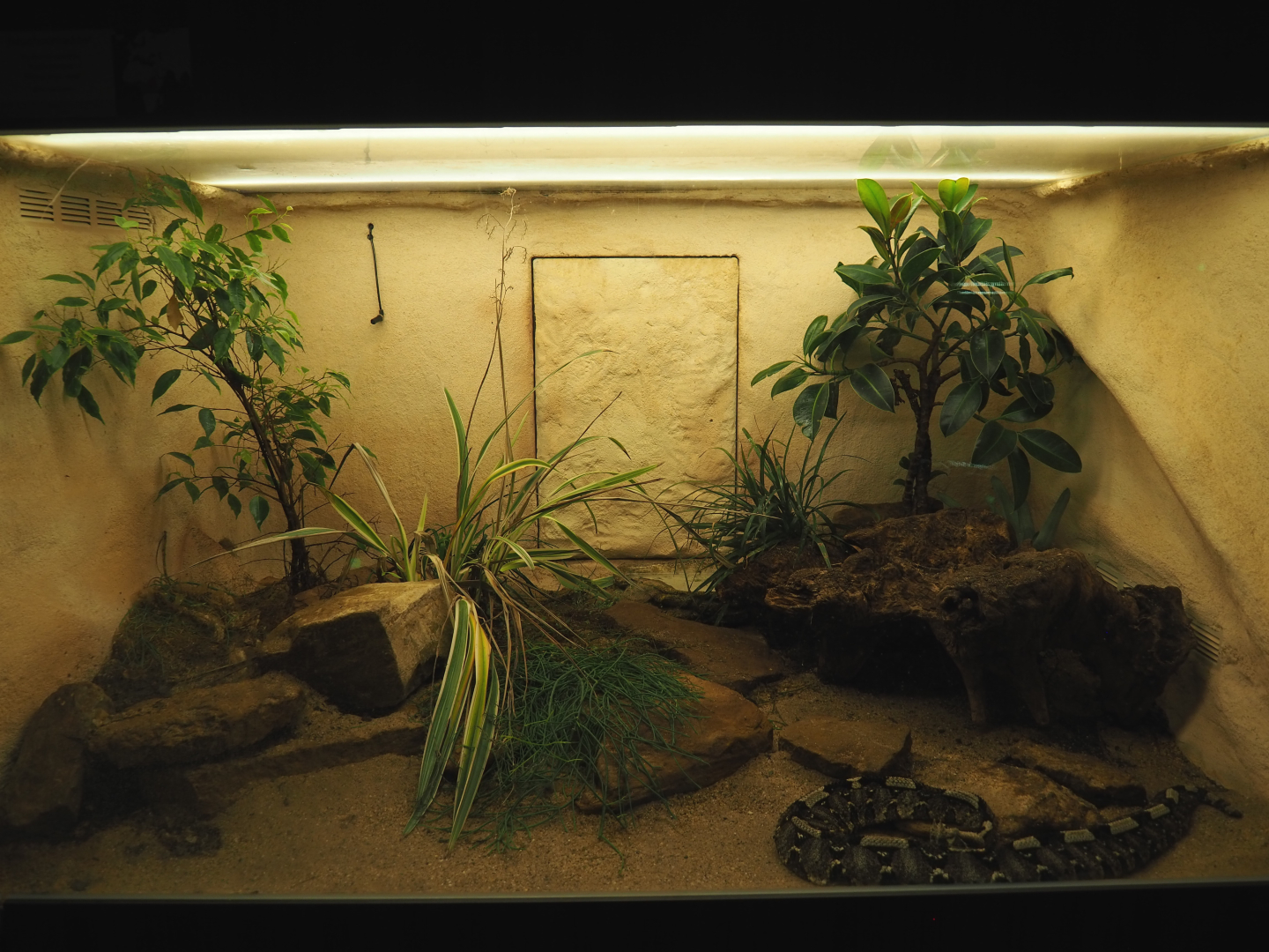 Rhinoceros viper terrarium, 2020-09-20