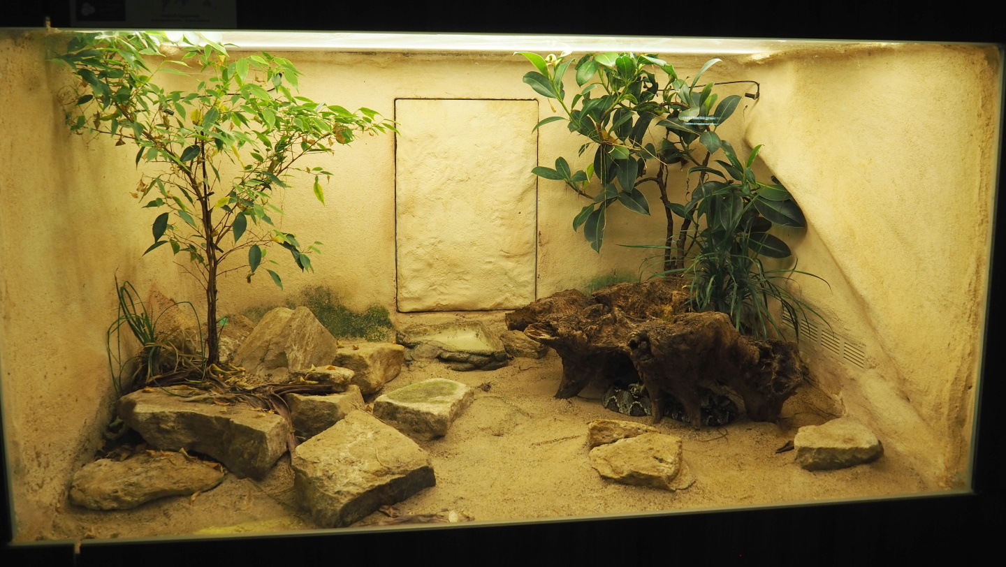 Rhinoceros viper terrarium, 2021-06-12