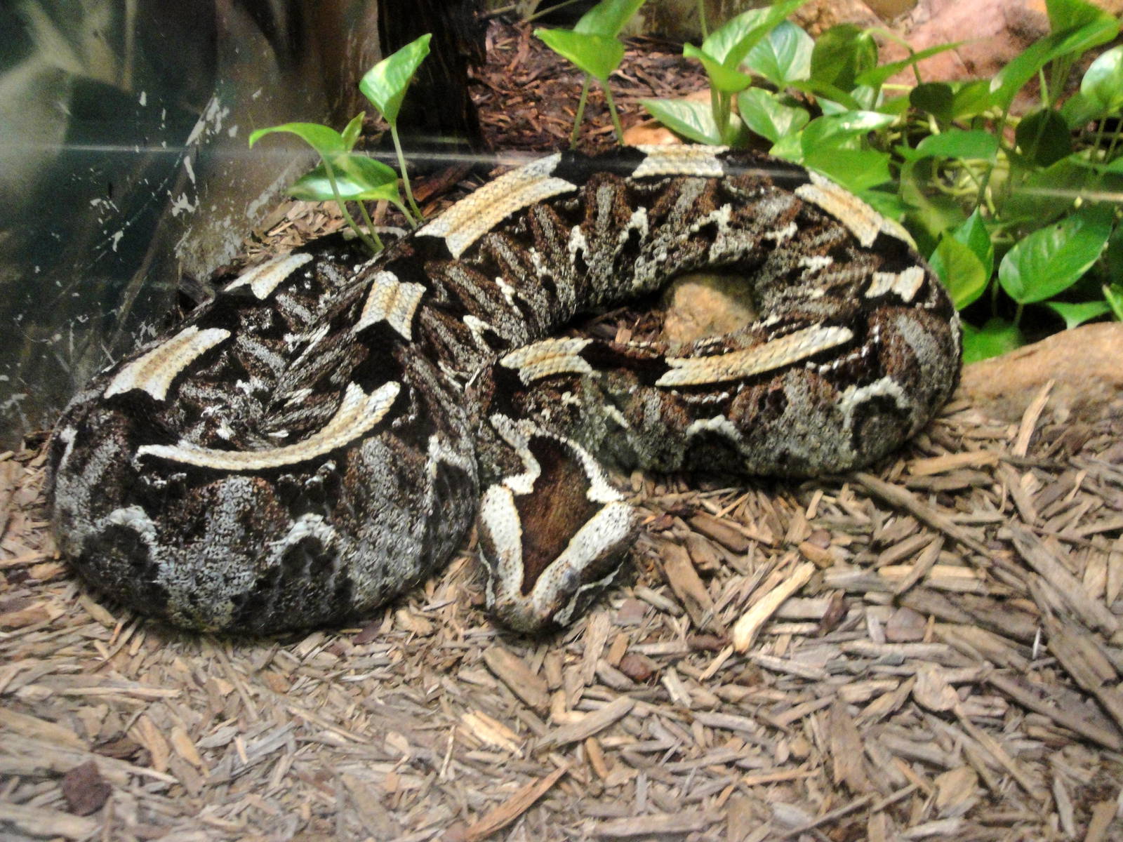 Rhinoceros Viper