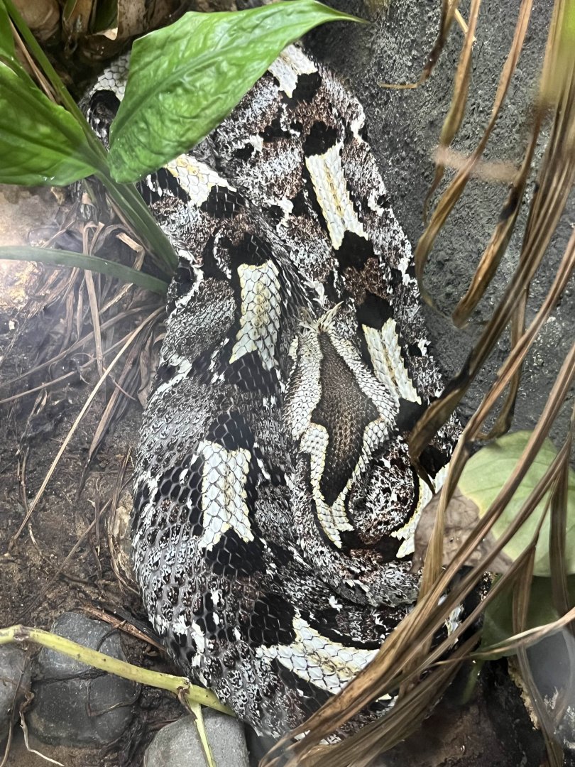 Rhinoceros viper