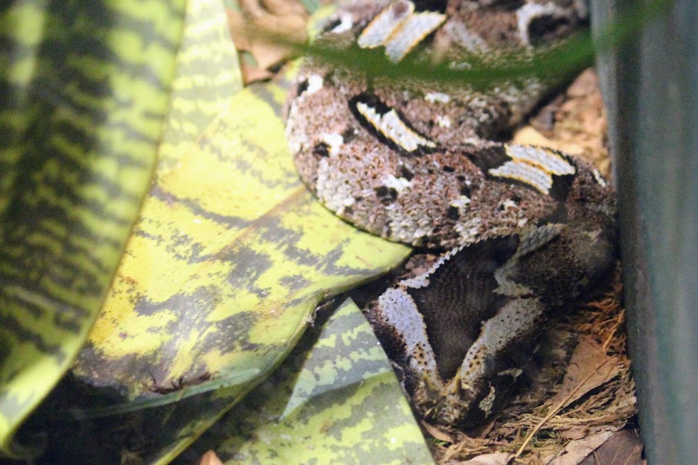 Rhinoceros Viper
