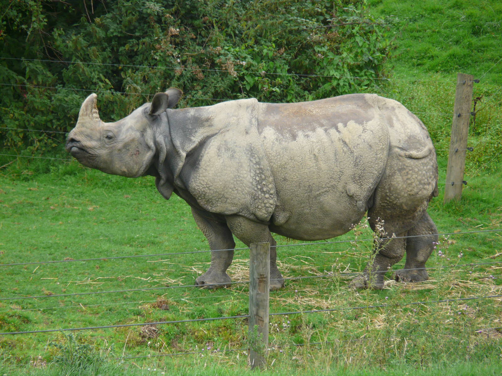 rhinoceros