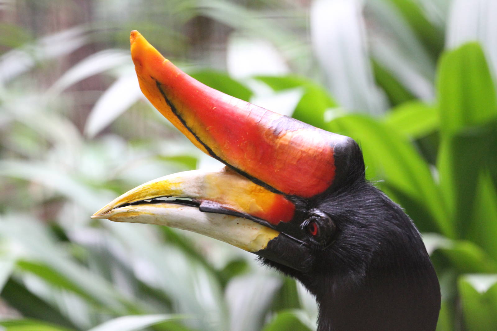 Rhinocerous Hornbill