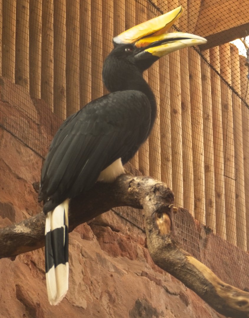 Rhinocerous Hornbill