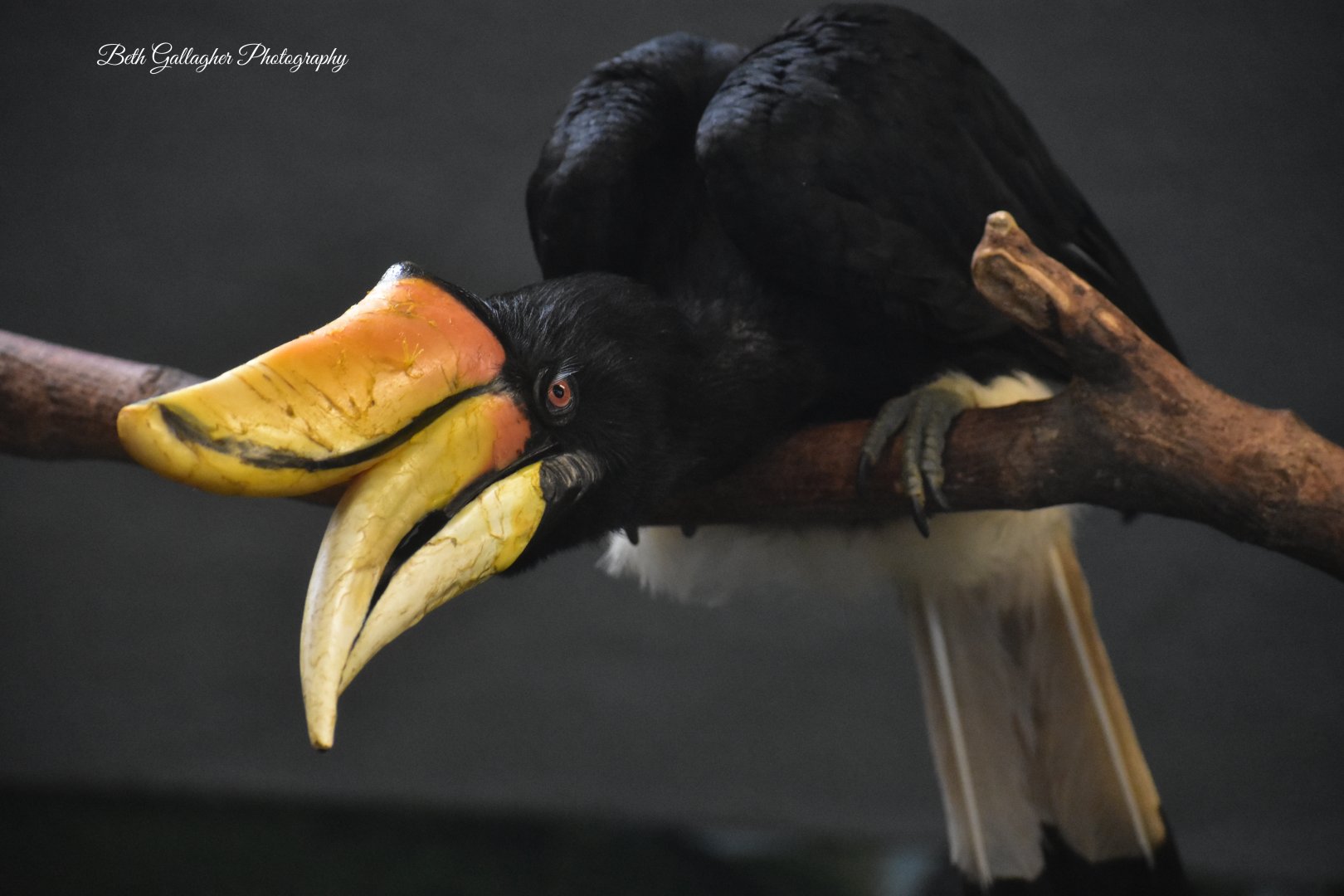 Rhinocerous Hornbill
