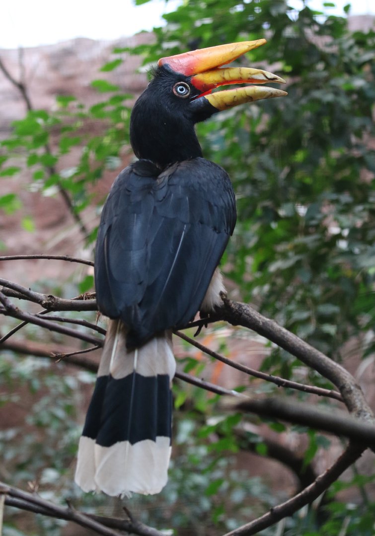 Rhinocerous Hornbill