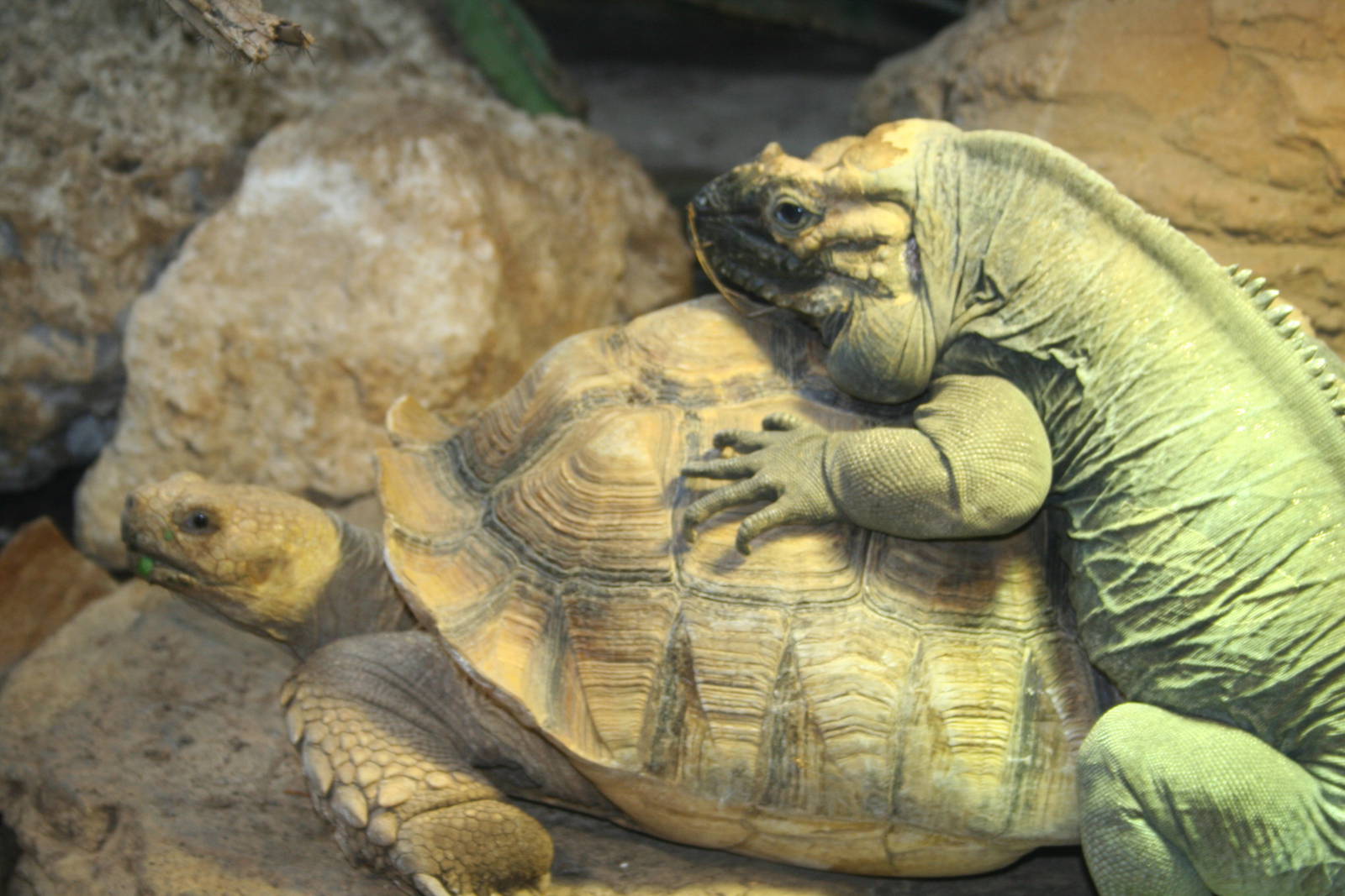 Rhinocerous iguana and African spurred tortoise - London zoo