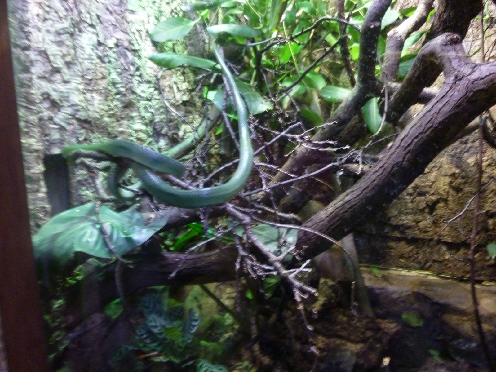 Rhinocerous ratsnake