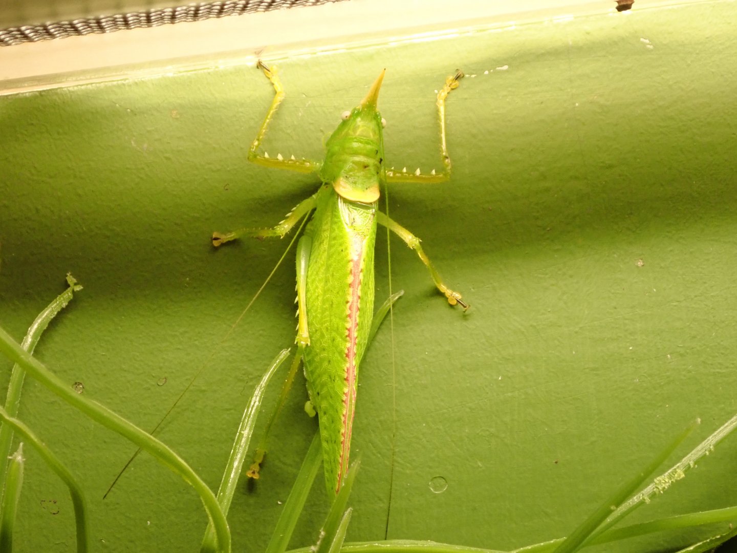 Rhinocerus katydid